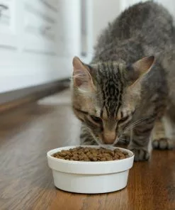 Frisco Gold Trim Melamine Dog & Cat Bowl, Cream -The Frisco Store 253062 PT2. SY630 V1616595766