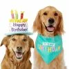 Frisco Birthday Cake Dog & Cat Hat & Frisco Dog & Cat Birthday Bandana 2 Frisco Birthday Cake Dog & Cat Hat & Frisco Dog & Cat Birthday Bandana -The Frisco Store 255463 MAIN. SY630 V1603716113
