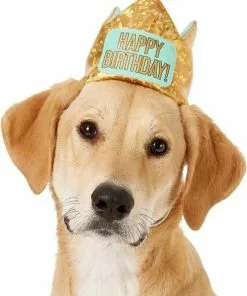 Frisco Happy Birthday Dog & Cat Crown & Frisco Dog & Cat Birthday Bandana, One Size 8 Frisco Happy Birthday Dog & Cat Crown & Frisco Dog & Cat Birthday Bandana, One Size -The Frisco Store 255521 PT1. SY630 V1603716101