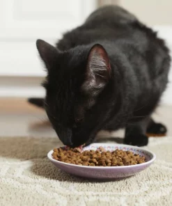 Frisco Kaleidoscope Pattern Non-skid Ceramic Cat Dish, Purple, 0.62 Cup 10 Frisco Kaleidoscope Pattern Non-skid Ceramic Cat Dish, Purple, 0.62 Cup -The Frisco Store 256088 PT2. SY630 V1616167026