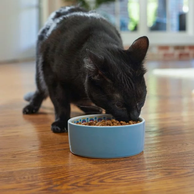 Frisco Kaleidoscope Pattern Non-skid Ceramic Cat Dish, Blue, 1.62 Cups 5 Frisco Kaleidoscope Pattern Non-skid Ceramic Cat Dish, Blue, 1.62 Cups - Image 3