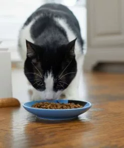 Frisco Cat Face Non-skid Ceramic Cat Dish, Blue, 0.50 Cup -The Frisco Store 256101 PT3. SY630 V1617130591