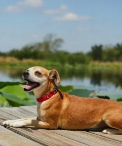 Frisco Outdoor Solid Textured Waterproof Stink Proof PVC Dog Collar -The Frisco Store 256497 PT5. SY630 V1625585728