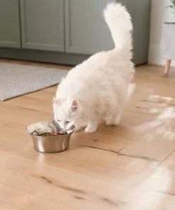 Frisco Flare Dog & Cat Bowl -The Frisco Store 257162 PT7. SY630 V1615989167