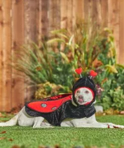 Frisco Ladybug Dog & Cat Costume -The Frisco Store 260971 PT8. SY630 V1624401658