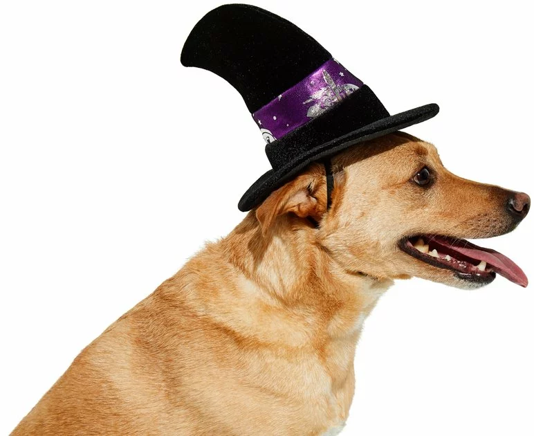 Frisco Midnight Witch Dog & Cat Hat 5 Frisco Midnight Witch Dog & Cat Hat - Image 3