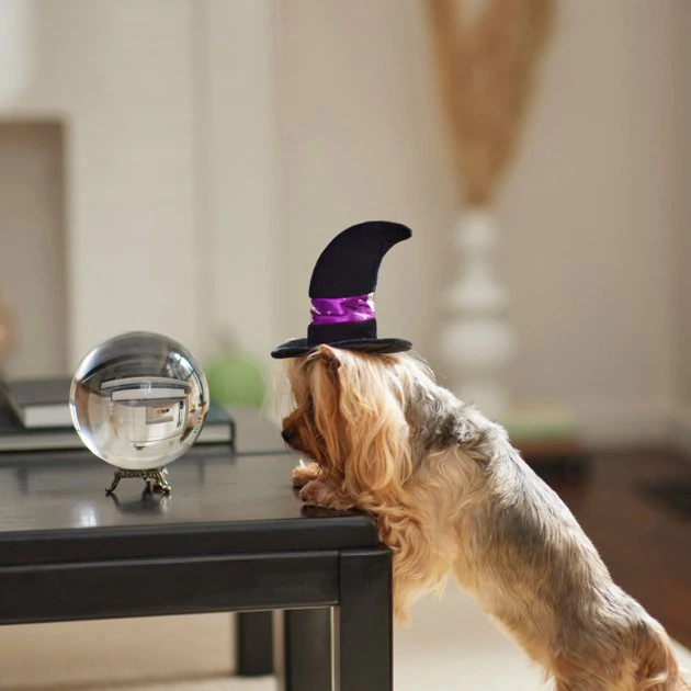 Frisco Midnight Witch Dog & Cat Hat 7 Frisco Midnight Witch Dog & Cat Hat - Image 5