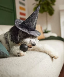 Frisco Cobweb Witch Dog & Cat Hat -The Frisco Store 261109 PT8. SY630 V1624454622
