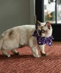 Frisco Spooky Halloween Cat Collar Ruffle, One Size 11 Frisco Spooky Halloween Cat Collar Ruffle, One Size -The Frisco Store 261118 PT8. SY630 V1624306379
