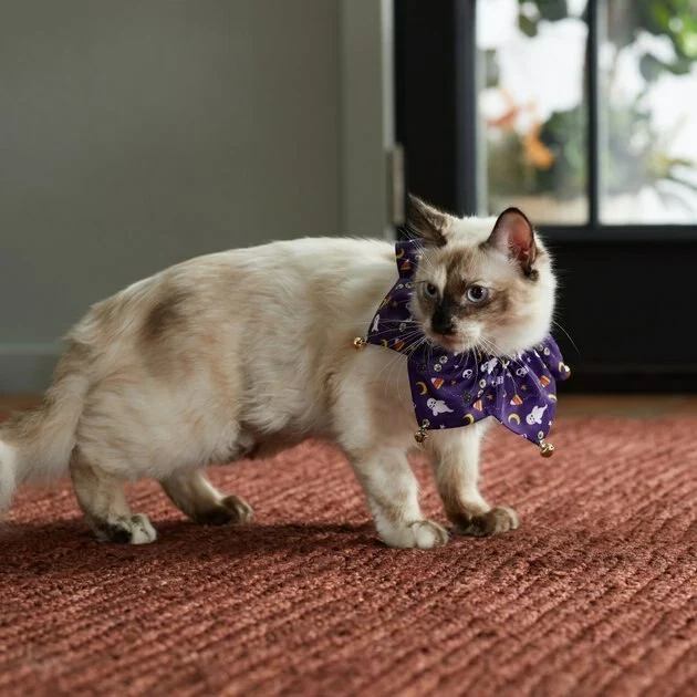 Frisco Spooky Halloween Cat Collar Ruffle, One Size 7 Frisco Spooky Halloween Cat Collar Ruffle, One Size - Image 5