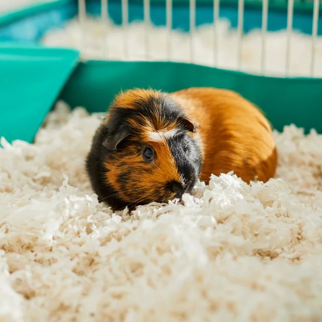 Frisco Small Pet Bedding, White, 2 pack, 43-L 7 Frisco Small Pet Bedding, White, 2 pack, 43-L - Image 5