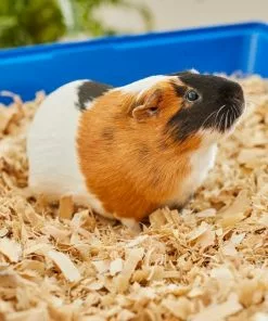 Frisco Aspen Wood Small Pet Bedding, 141-L 11 Frisco Aspen Wood Small Pet Bedding, 141-L -The Frisco Store 263936 PT5. SY630 V1625586334