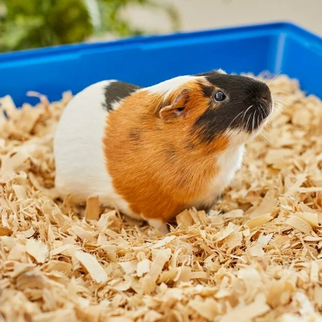 Frisco Aspen Wood Small Pet Bedding, 141-L 7 Frisco Aspen Wood Small Pet Bedding, 141-L - Image 5