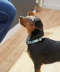 Frisco Blue Tie-Dye Dog Collar -The Frisco Store 264076 PT3. SY630 V1616776089