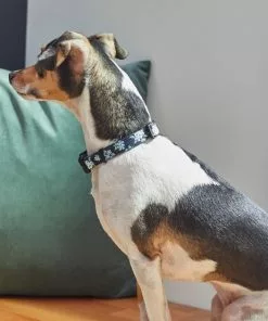 Frisco Evening Floral Dog Collar -The Frisco Store 264085 PT3. SY630 V1616776141