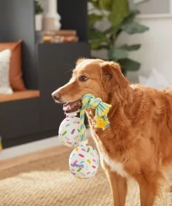 Frisco Birthday Balloon Bouquet Plush with Rope Squeaky Dog Toy 7 Frisco Birthday Balloon Bouquet Plush with Rope Squeaky Dog Toy -The Frisco Store 264440 PT3. SY630 V1619474100