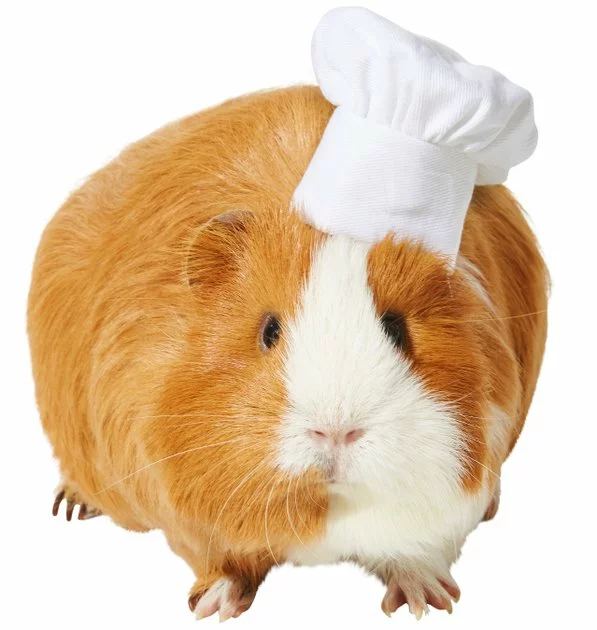 Frisco Chef Guinea Pig Costume Hat, One Size 3 Frisco Chef Guinea Pig Costume Hat, One Size