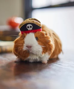 Frisco Pirate Guinea Pig Costume Hat, One Size -The Frisco Store 265893 PT8. SY630 V1624336771