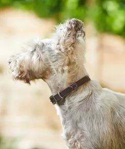 Frisco Top Grain Leather Collar -The Frisco Store 266518 PT3. SY630 V1619535006