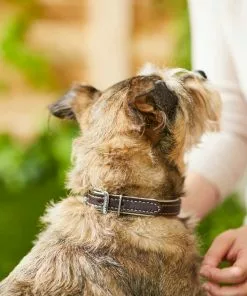 Frisco Two Tone Top Grain Leather Collar -The Frisco Store 266526 PT3. SY630 V1619534946