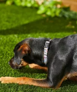 Frisco Traffic Signs Dog Collar 9 Frisco Traffic Signs Dog Collar -The Frisco Store 269439 PT3. SY630 V1619536949