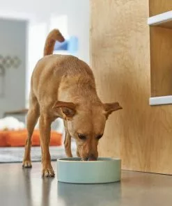 Frisco Modern Gold Rim Ceramic Dog & Cat Bowl -The Frisco Store 270179 PT2. SY630 V1620762266