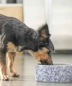 Frisco Blue Garden Non-skid Ceramic Dog Bowl 10 Frisco Blue Garden Non-skid Ceramic Dog Bowl -The Frisco Store 270197 PT2. SY630 V1620762069