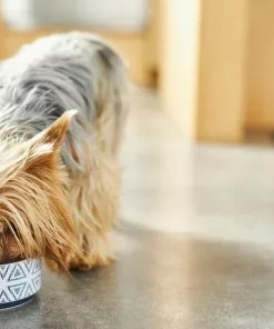 Frisco Tribal Aztec Non-skid Ceramic Dog & Cat Bowl -The Frisco Store 270217 PT2. SY630 V1620762360