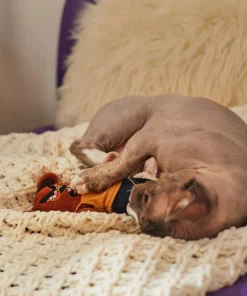 Frisco Halloween Good Bear, Bad Bear Reversible Plush Cat Toy with Catnip 9 Frisco Halloween Good Bear, Bad Bear Reversible Plush Cat Toy with Catnip -The Frisco Store 270299 PT3. SY630 V1624817131