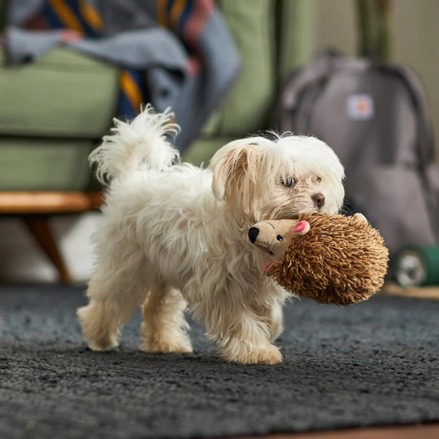 Frisco Camping Hedgehog Plush Squeaky Dog Toy 5 Frisco Camping Hedgehog Plush Squeaky Dog Toy - Image 3