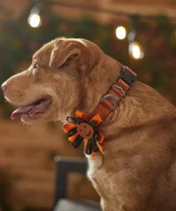 Frisco Orange Glitter Dog Collar with Pumpkin Ribbon -The Frisco Store 272844 PT8. SY630 V1623879195