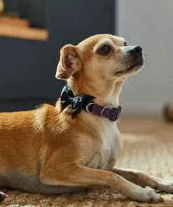 Frisco Purple Bat Wing Dog Collar with Wings -The Frisco Store 272852 PT8. SY630 V1623879384