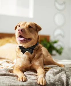 Frisco Removable Bat Wing Collar Bow -The Frisco Store 272872 PT8. SY630 V1623879427