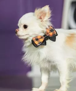 Frisco Removable Halloween Plaid Collar Bow 9 Frisco Removable Halloween Plaid Collar Bow -The Frisco Store 272875 PT8. SY630 V1623879534