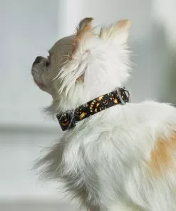 Frisco Scary Pumpkins Dog Collar 9 Frisco Scary Pumpkins Dog Collar -The Frisco Store 272883 PT8. SY630 V1623879639
