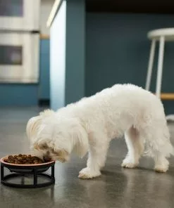 Frisco Paw Print Elevated Stainless Steel Dog & Cat Bowl 11 Frisco Paw Print Elevated Stainless Steel Dog & Cat Bowl -The Frisco Store 277513 PT2. SY630 V1630509092