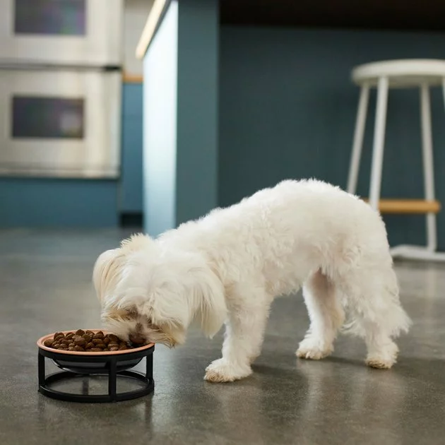 Frisco Paw Print Elevated Stainless Steel Dog & Cat Bowl 5 Frisco Paw Print Elevated Stainless Steel Dog & Cat Bowl - Image 3