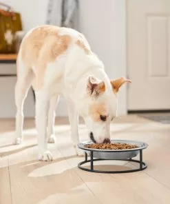 Frisco Elevated Non-skid Stainless Steel Dog & Cat Bowl -The Frisco Store 277536 PT2. SY630 V1630346679
