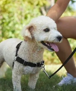 Frisco Basic No Pull Harness 11 Frisco Basic No Pull Harness -The Frisco Store 277871 PT4. SY630 V1629816973