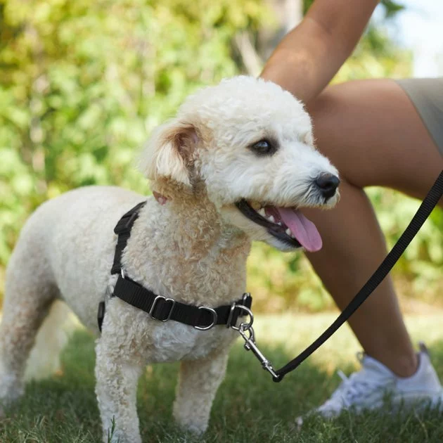 Frisco Basic No Pull Harness 7 Frisco Basic No Pull Harness - Image 5