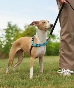 Frisco Padded Reflective No Pull Harness -The Frisco Store 277892 PT4. SY630 V1629816716