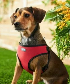 Frisco Padded Step-In Harness 11 Frisco Padded Step-In Harness -The Frisco Store 287449 PT8. SY630 V1631669934