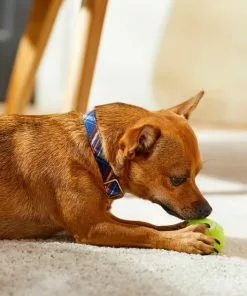 Frisco Fashion Collar, Brown Plaid 9 Frisco Fashion Collar, Brown Plaid -The Frisco Store 287507 PT8. SY630 V1632316914