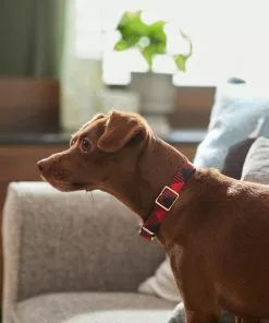 Frisco Fashion Collar, Buffalo Plaid -The Frisco Store 287509 PT8. SY630 V1632315534