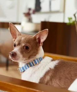 Frisco Fashion Collar, Striped 9 Frisco Fashion Collar, Striped -The Frisco Store 287511 PT8. SY630 V1632315168