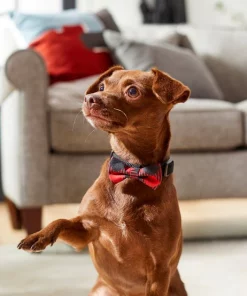 Frisco Removeable Fashion Collar Bow, Buffalo Plaid -The Frisco Store 287530 PT8. SY630 V1632316295