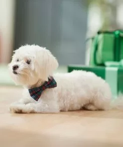 Frisco Festive Plaid Dog Collar with Removeable Plaid Bow -The Frisco Store 289725 PT8. SY630 V1632185927