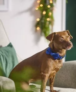 Frisco Velvet Dog Collar With Removeable Velvet Bow 13 Frisco Velvet Dog Collar With Removeable Velvet Bow -The Frisco Store 289734 PT8. SY630 V1632186735