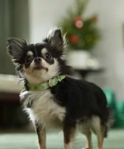 Frisco Gingerbread Cheer Dog Collar 7 Frisco Gingerbread Cheer Dog Collar -The Frisco Store 289752 PT8. SY630 V1632185508