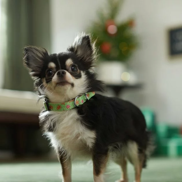 Frisco Gingerbread Cheer Dog Collar 5 Frisco Gingerbread Cheer Dog Collar - Image 3